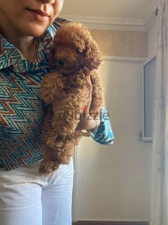 كلب بودل poodle dog's female