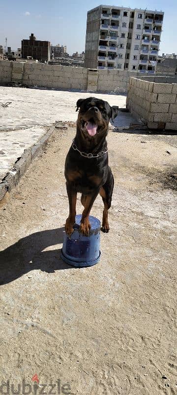 روت ويلر للزواج فقط rottweiler for mating only 1