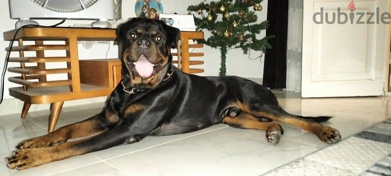 روت ويلر للزواج فقط rottweiler for mating only 3