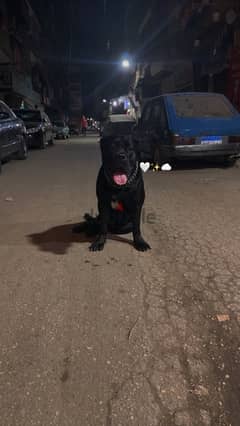 اقوي جراوي كين كورسو ولاد البطل Cane Corso