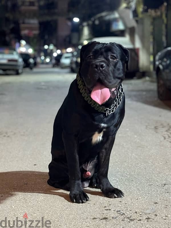 اقوي جراوي كين كورسو ولاد البطل Cane Corso 1