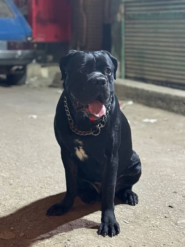 اقوي جراوي كين كورسو ولاد البطل Cane Corso 2