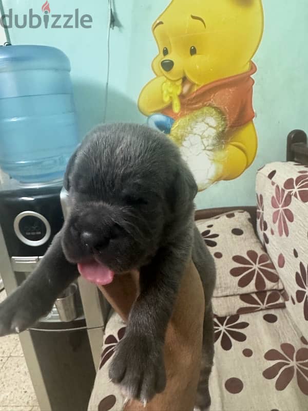 اقوي جراوي كين كورسو ولاد البطل Cane Corso 3