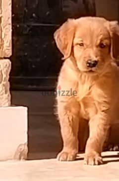 Dark golden retriever puppy 0