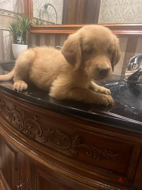 Dark golden retriever puppy 1