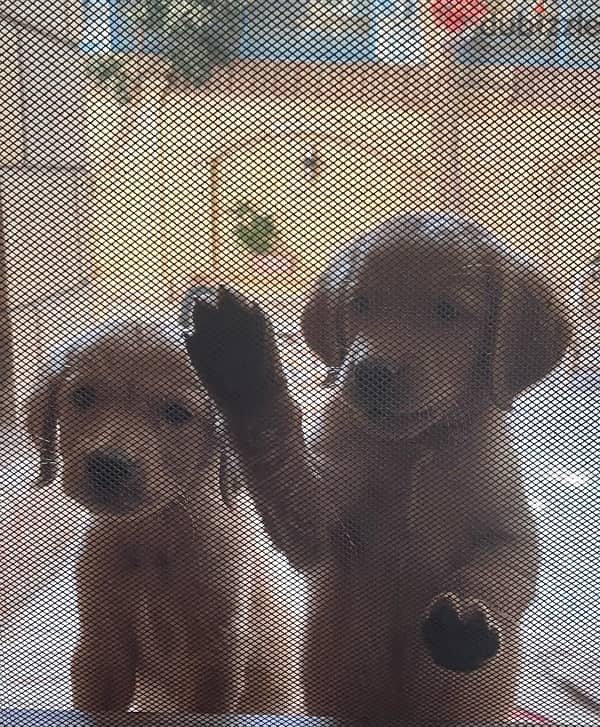 Dark golden retriever puppy 3