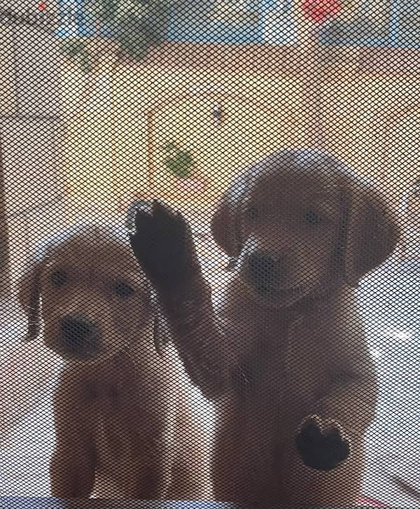 Golden retriever puppy 1