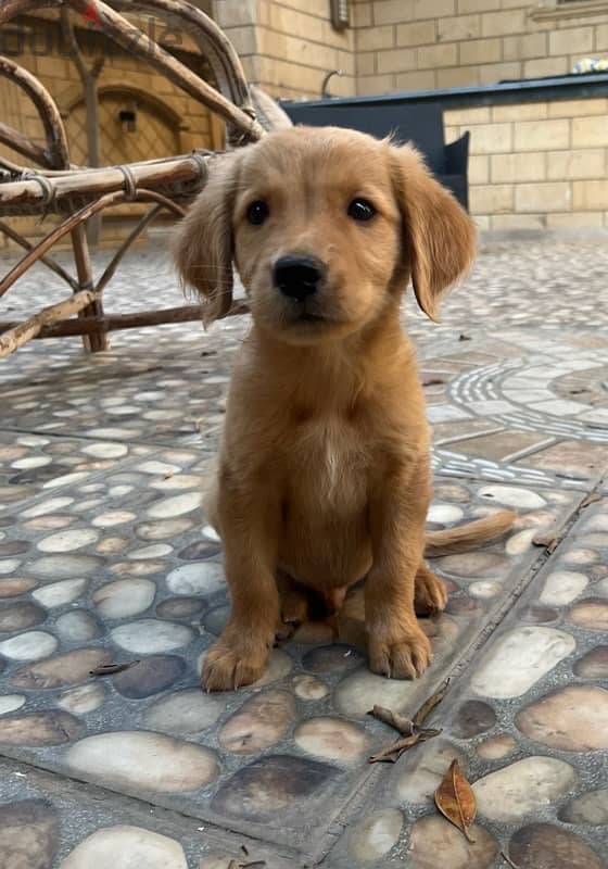 Golden retriever puppy 2