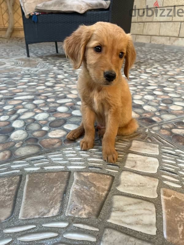 Golden retriever puppy 3