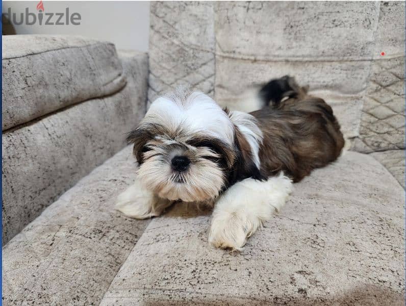 shih tzu . . شيتزو 1