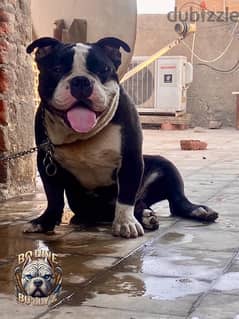 male American bully  15 month