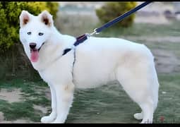 Siberian husky - سيبريان هاسكى