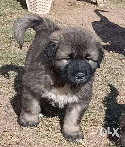 Caucasian store shepherd olx