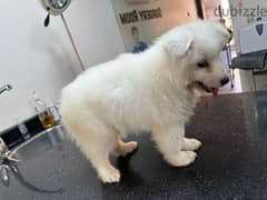 samoyed سامويد