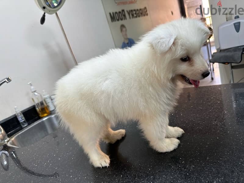 samoyed سامويد 0