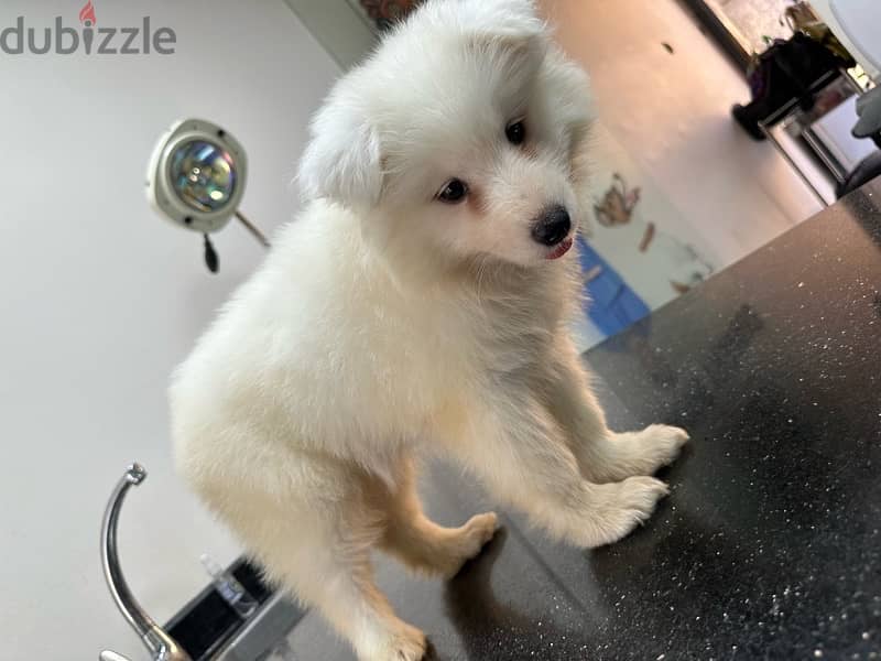 samoyed سامويد 2