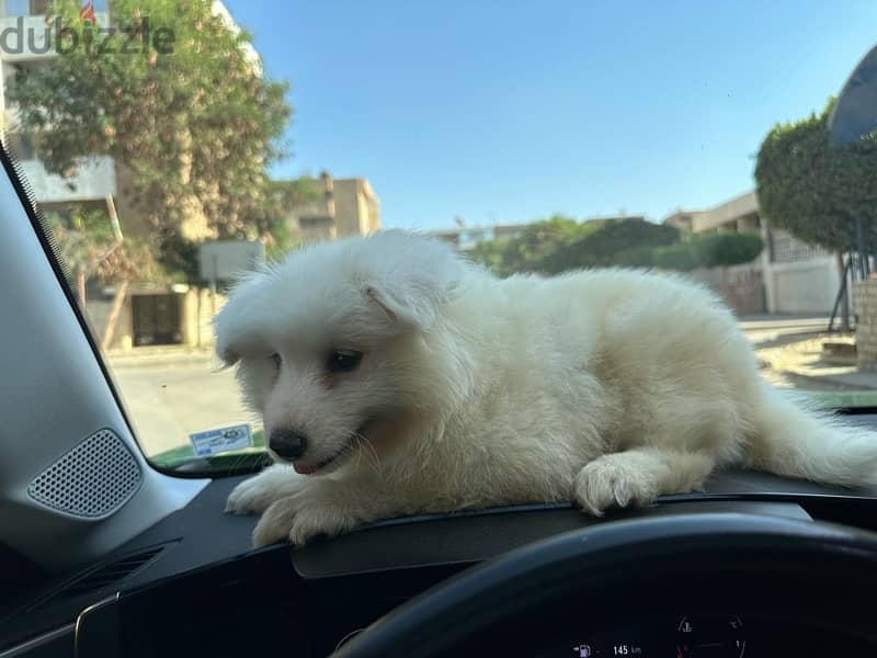 samoyed سامويد 4