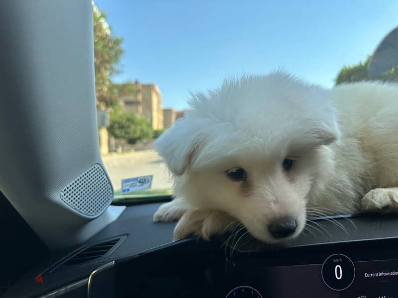 samoyed سامويد 5