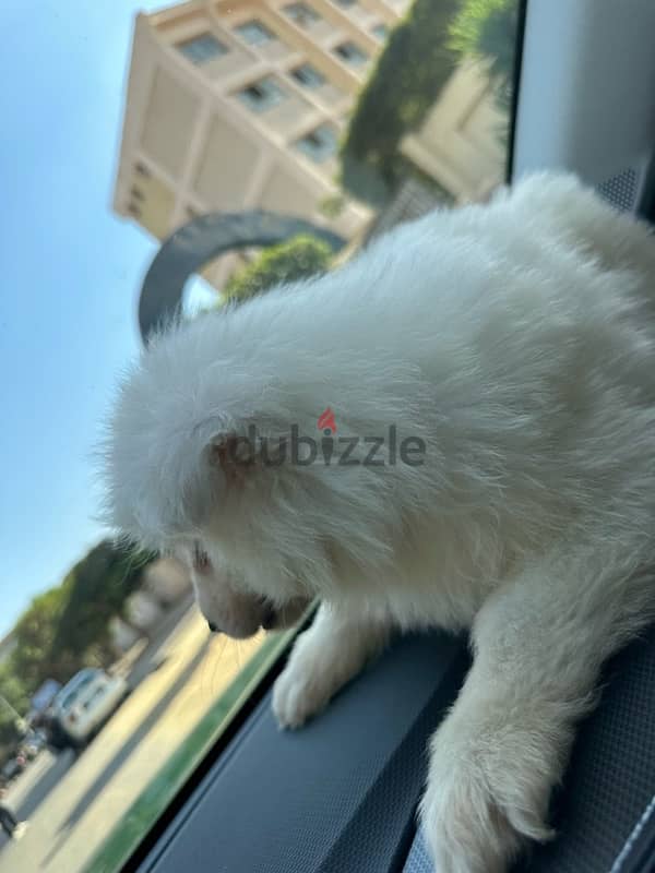 samoyed سامويد 6