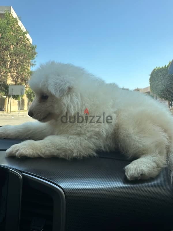 samoyed سامويد 7