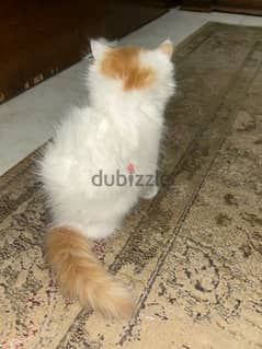 قطه شيرازي  sherazi cat