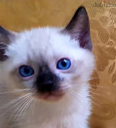 سيامي قطه سيامى traditional siamese kitten