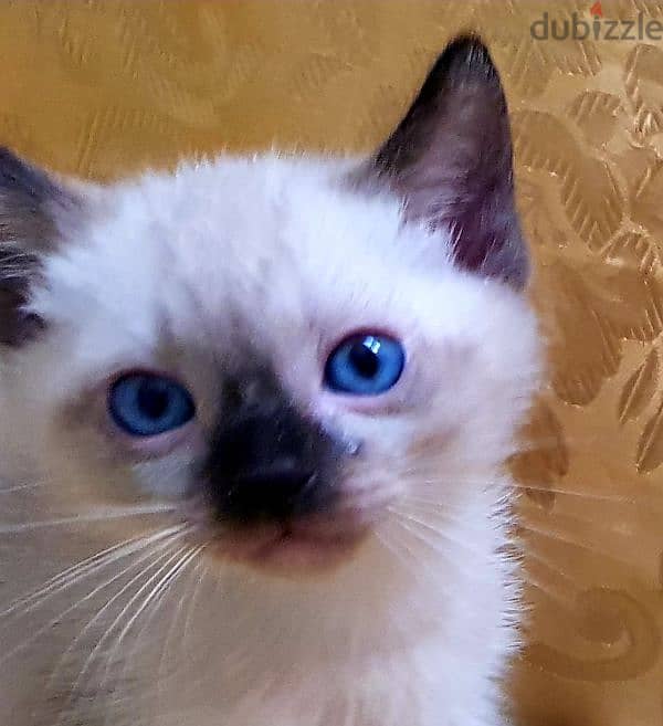 سيامي قطه سيامى traditional siamese kitten 0