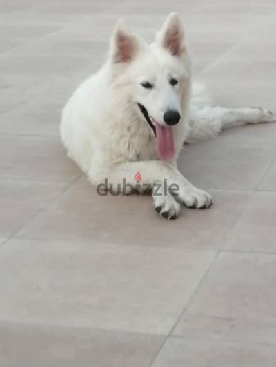 white German shepherd