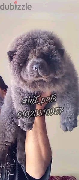 اجمل جراوي تشاو تشاو بلو | blue chow chow 2