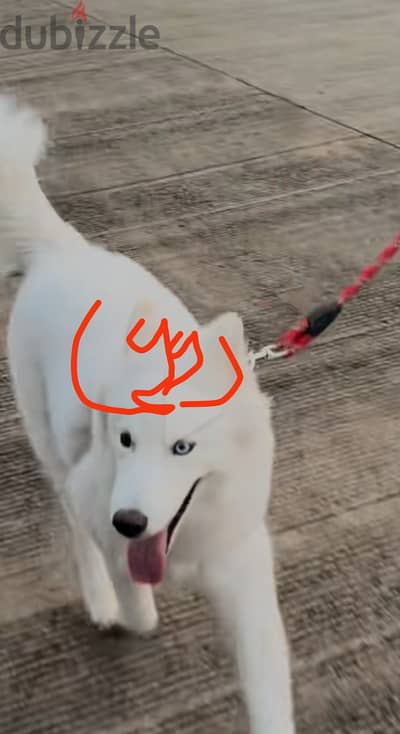 كلاب الهاسكي