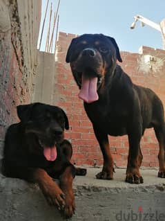 كلب دكر روت وايلر الماني Rottweiler male