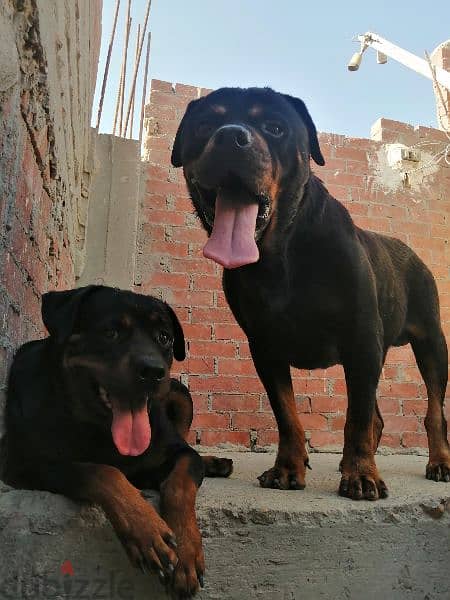 كلب دكر روت وايلر الماني Rottweiler male 1