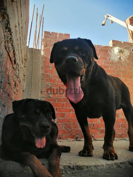 كلب دكر روت وايلر الماني Rottweiler male 2