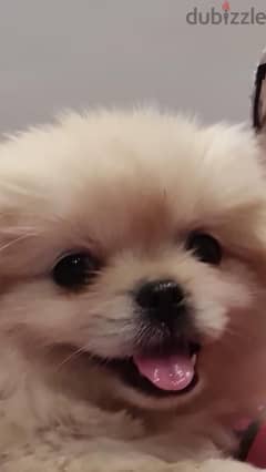 rare pekingese puppy