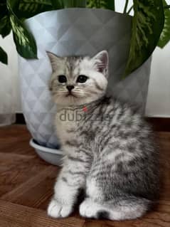 Scottish fold silver 45 days