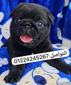 pug black puppy