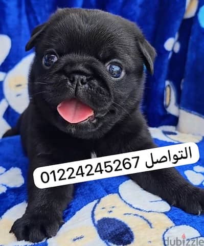 pug black puppy