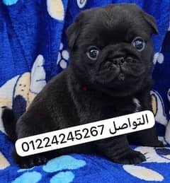 pug بلاك black 0