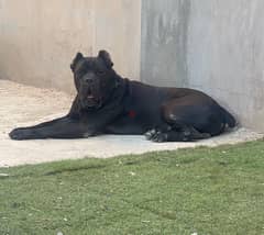 دكر كين كورسو بجميع الاوراق بيدجري ابطال عالم للزواج فقط Cane Corso 0