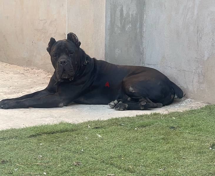 دكر كين كورسو بجميع الاوراق بيدجري ابطال عالم للزواج فقط Cane Corso 1