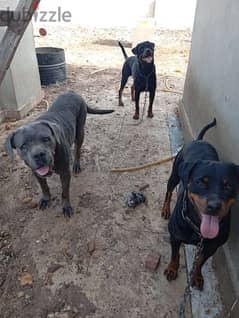 للبيع: روت وايلر وكين كورسو أصليين For Sale: Purebred Rottweiler