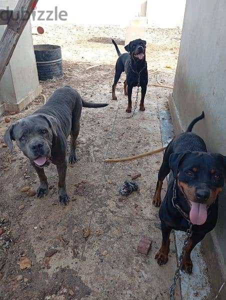 للبيع: روت وايلر وكين كورسو أصليين For Sale: Purebred Rottweiler 0