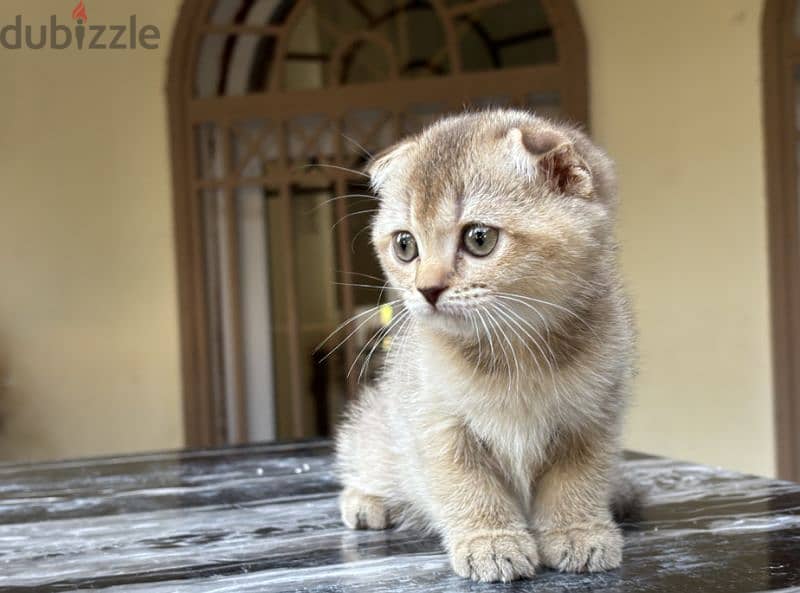 Scottish Fold Gold 0