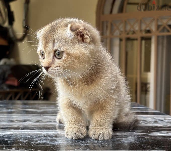 Scottish Fold Gold 1