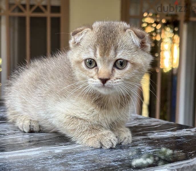 Scottish Fold Gold 2