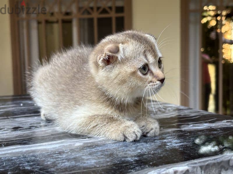 Scottish Fold Gold 3