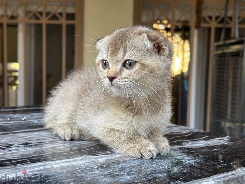 Scottish Fold Gold 4