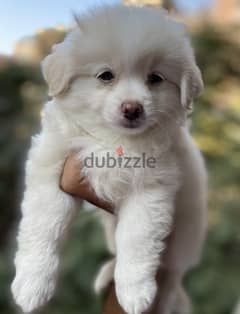 Havanese