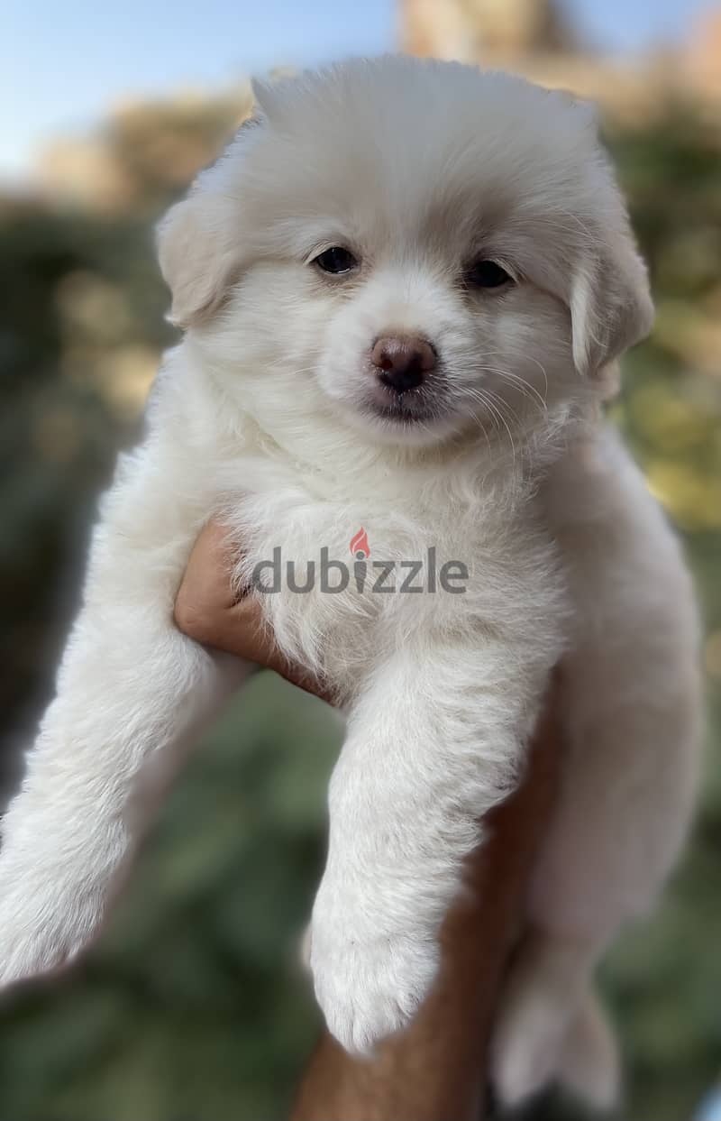 Havanese 1