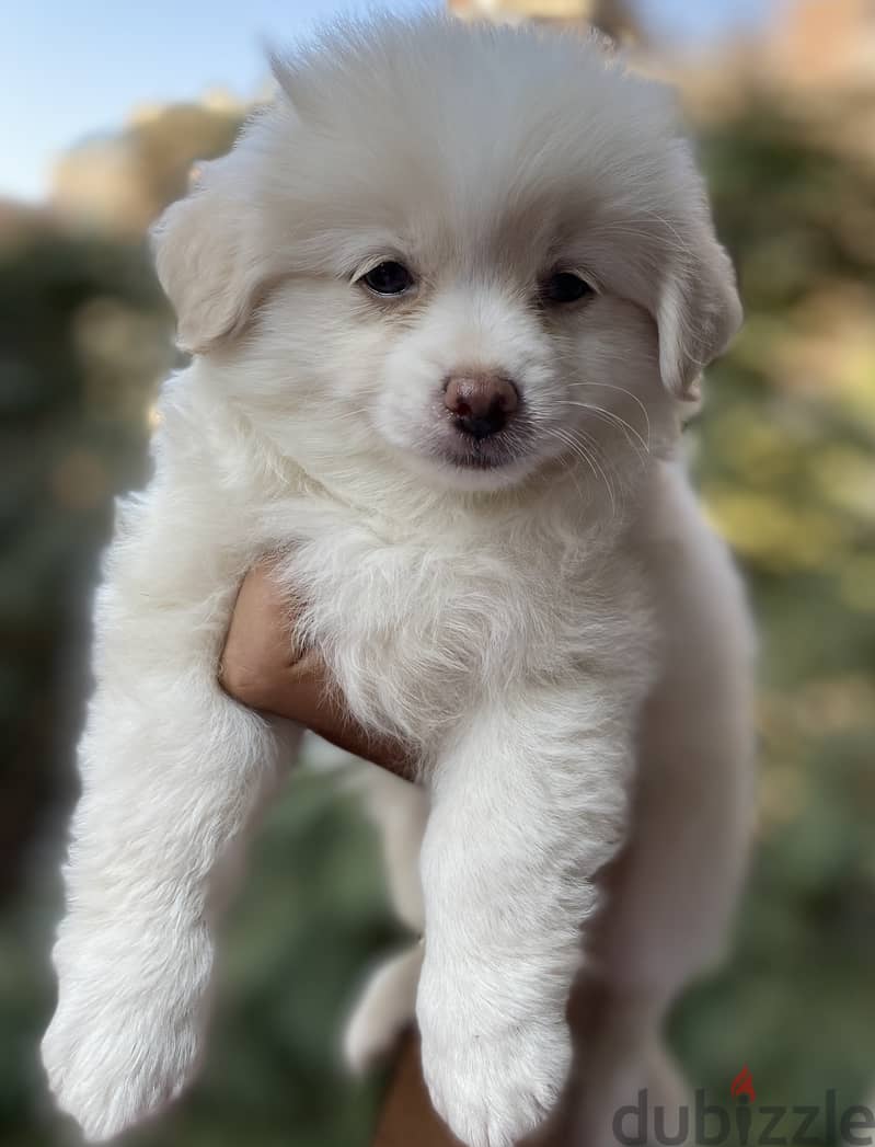 Havanese 2